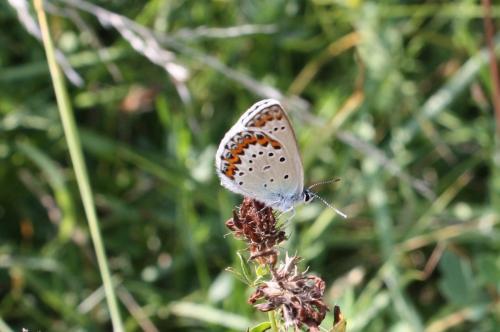 Réf. 234 922 : Plebejus idas